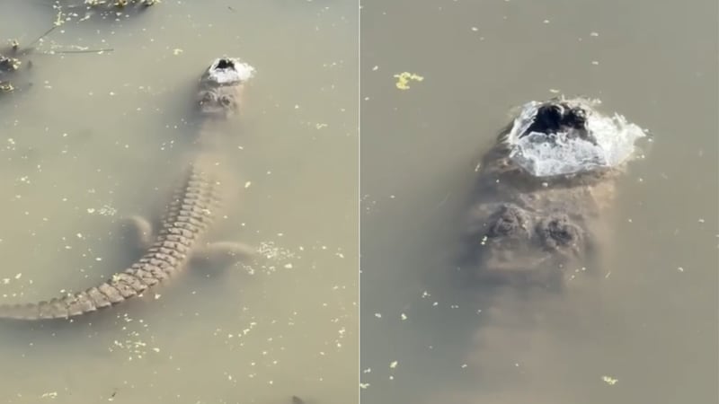 En el vídeo, el propietario de Gator Country, Gary Saurage, señala a un caimán que permanece...