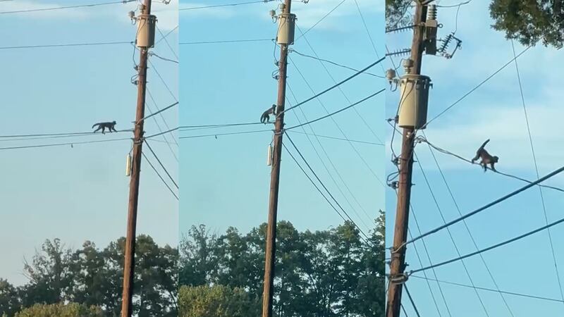 Monkey seen climbing wires in Iredell County