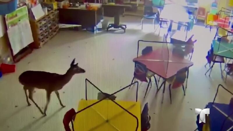 En el video se puede ver cómo entra violentamente por la ventana y luego intenta...